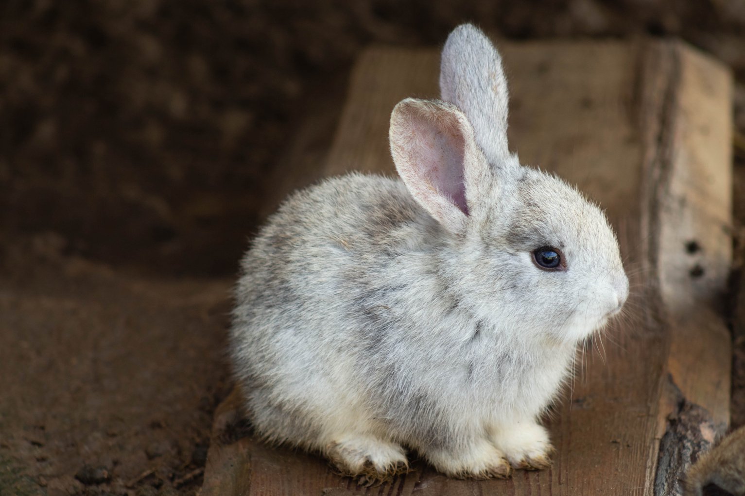 Cute Little Bunny